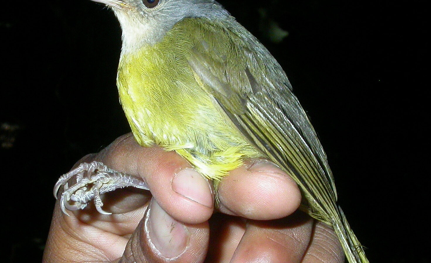 Grey-crowned Tetraka