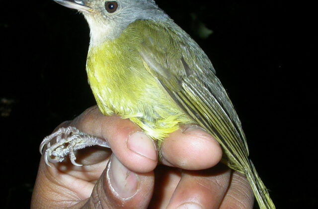Grey-crowned Tetraka