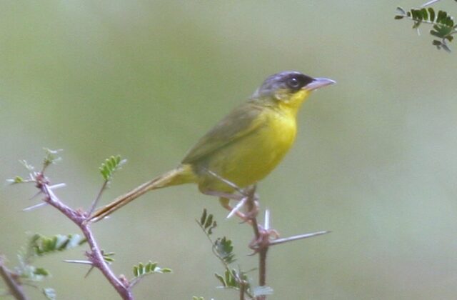 Grey-crowned Yellowthroat