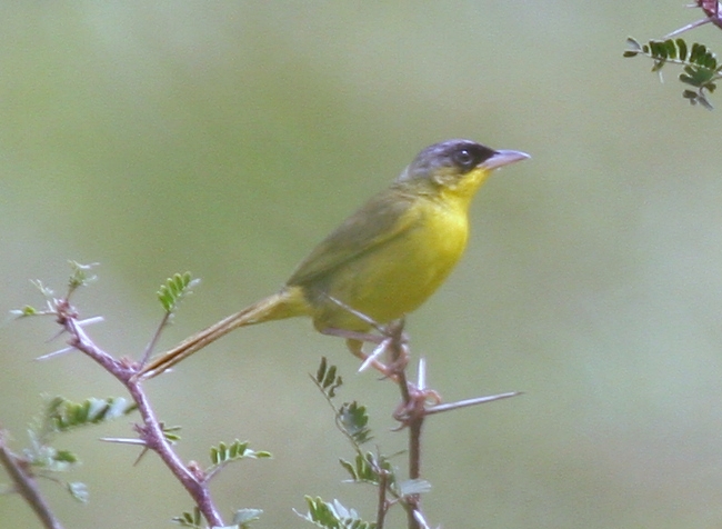 Grey-crowned Yellowthroat