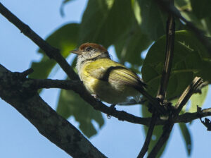 Grey-eyed Greenlet