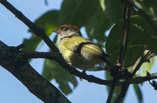 Grey-eyed Greenlet