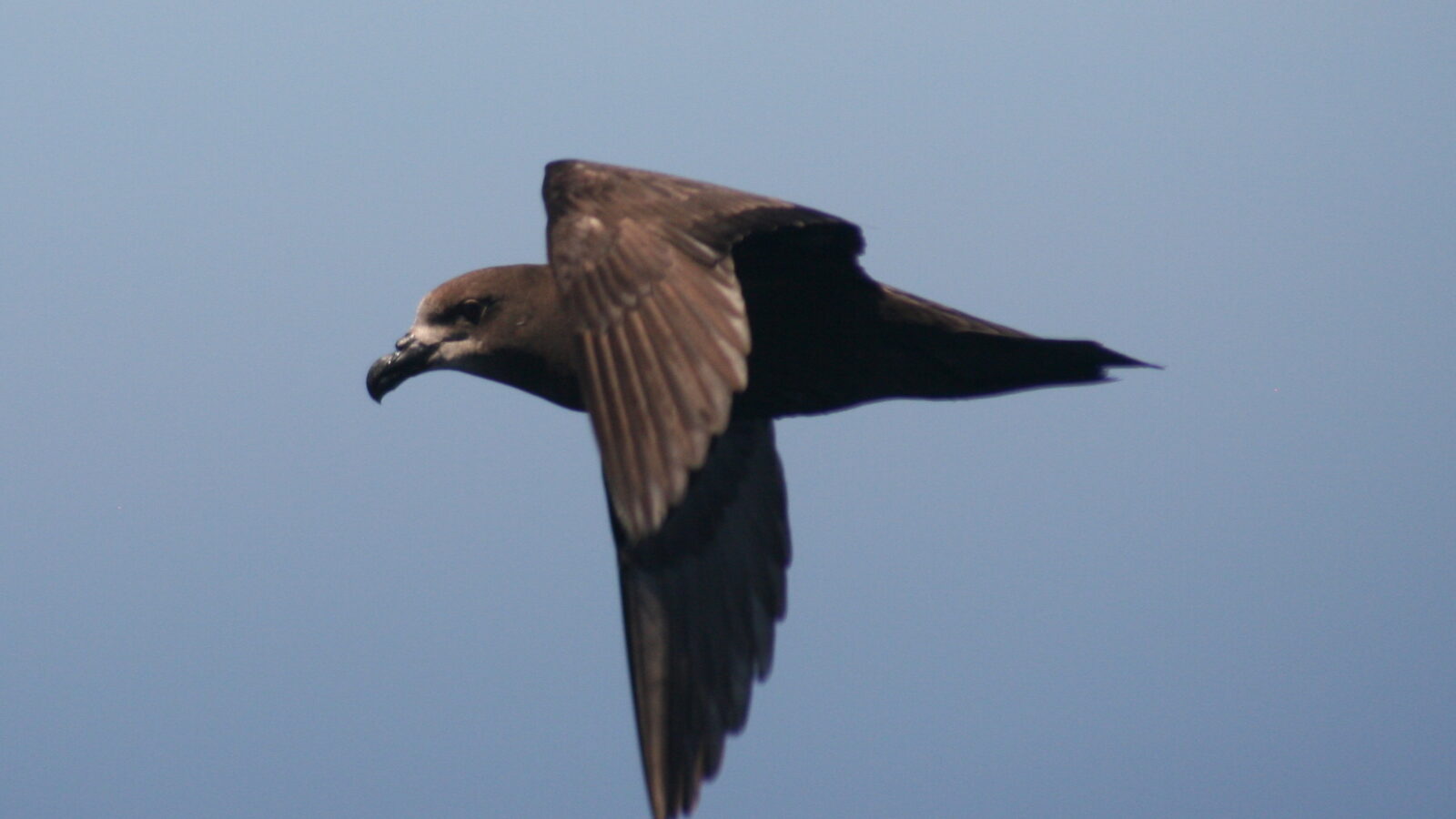 Grey-faced Petrel