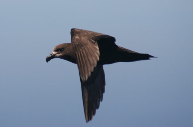 Grey-faced Petrel