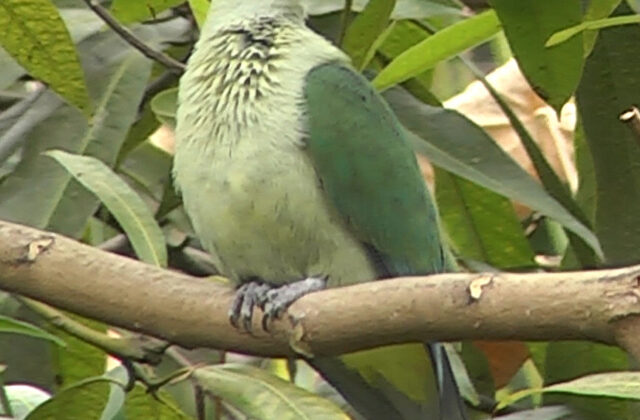 Grey-green Fruit Dove