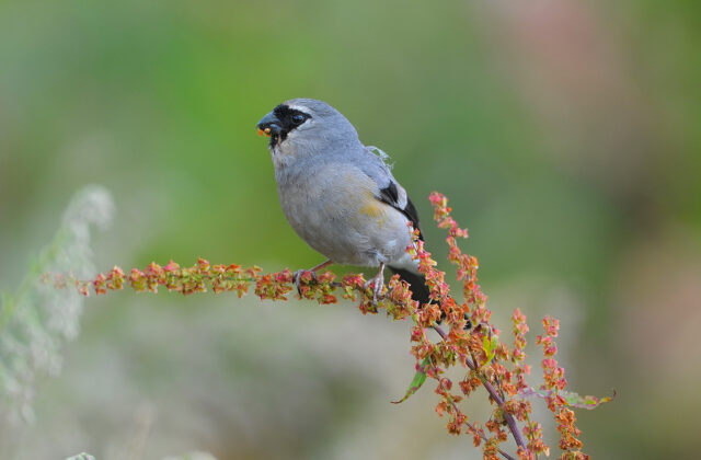 Grey-headed Bullfinch