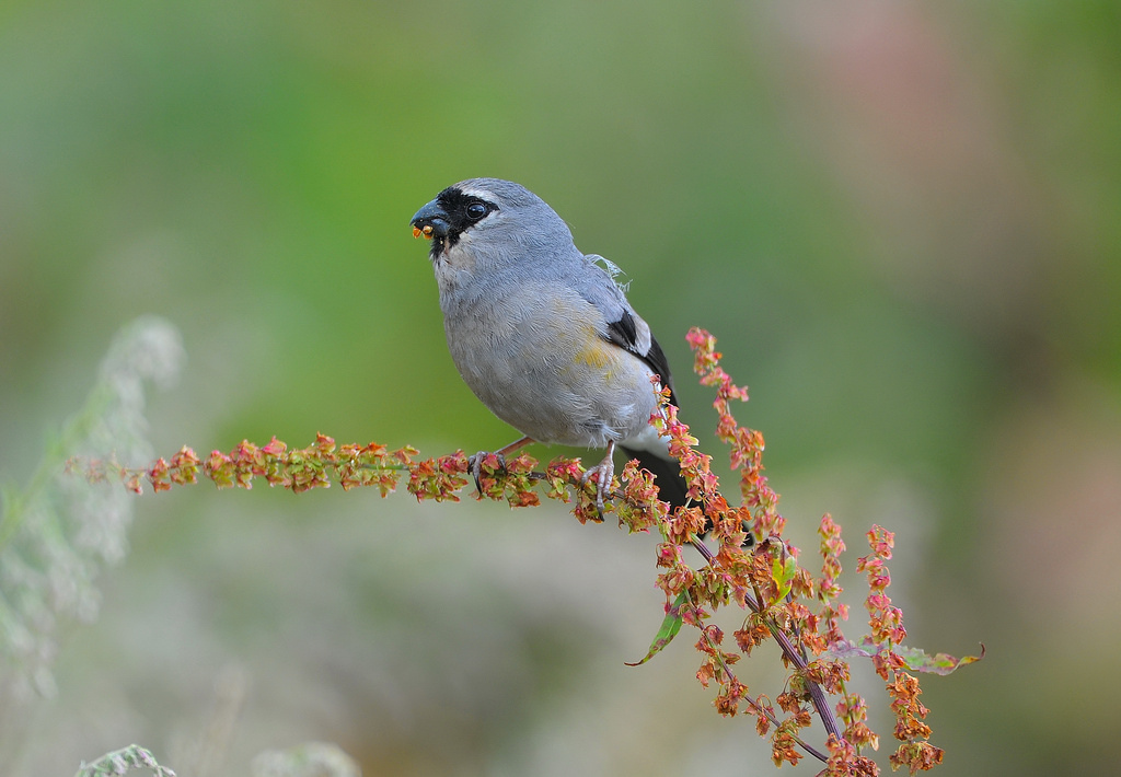 Grey-headed Bullfinch