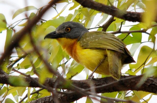 Grey-headed Bushshrike