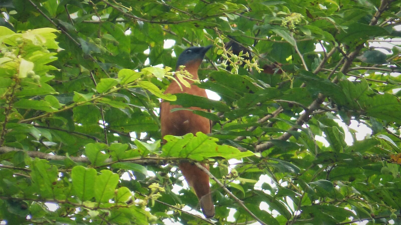 Grey-headed Cuckooshrike
