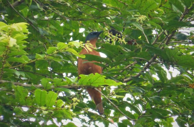 Grey-headed Cuckooshrike