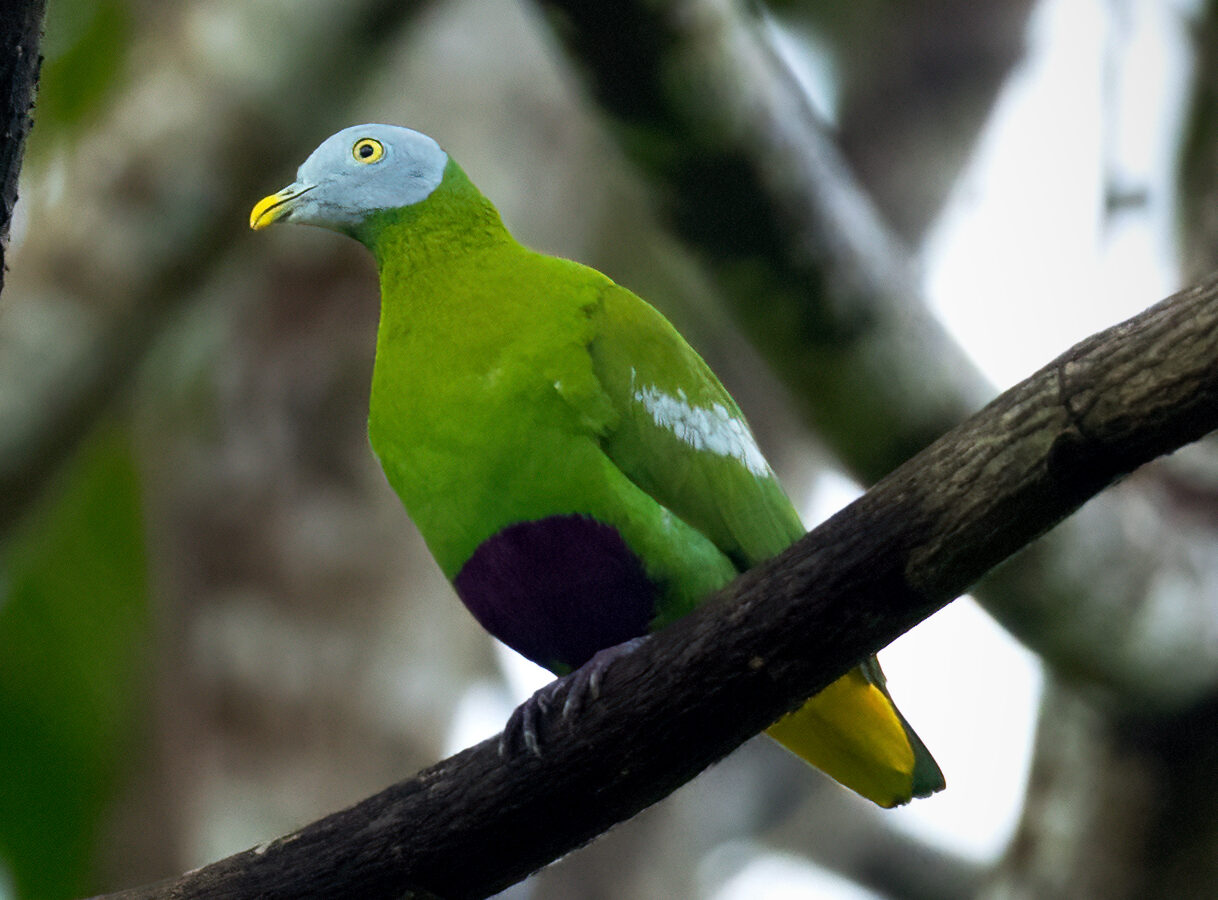 Grey-headed Fruit Dove