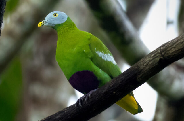 Grey-headed Fruit Dove