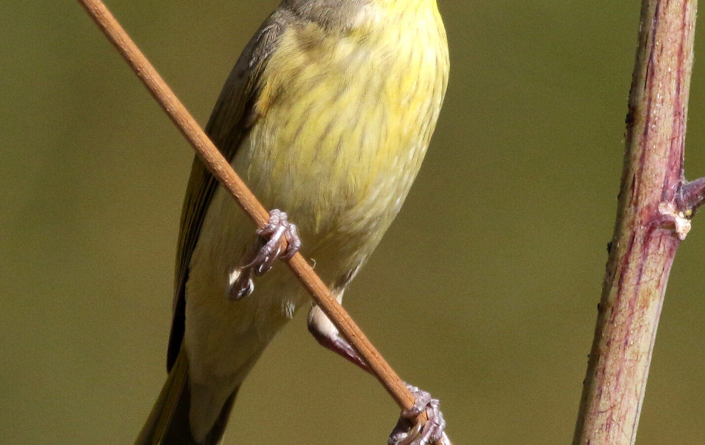 Grey-headed Honeyeater