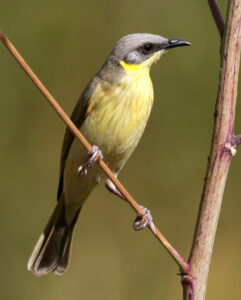 Grey-headed Honeyeater