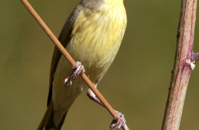 Grey-headed Honeyeater