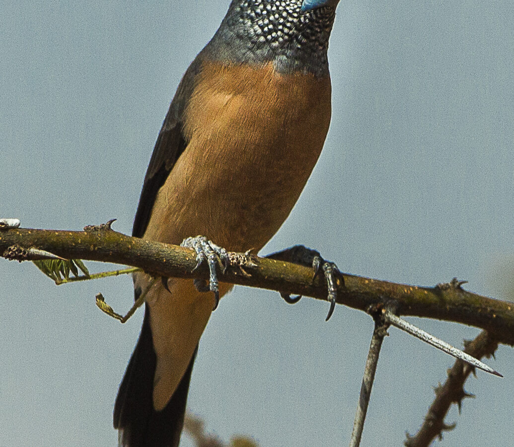 Grey-headed Silverbill