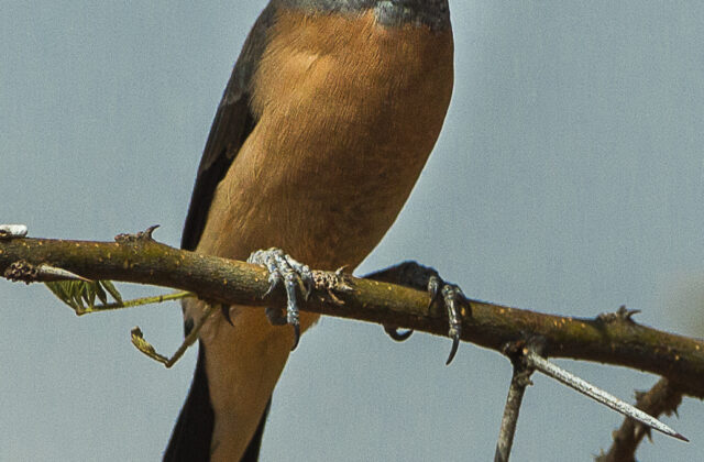 Grey-headed Silverbill