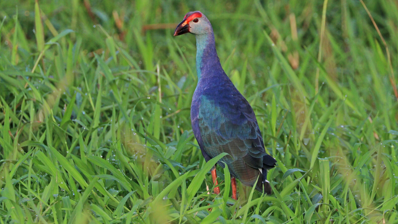 Grey-headed Swamphen