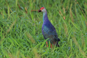 Grey-headed Swamphen