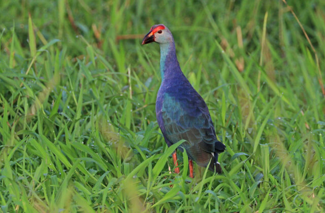 Grey-headed Swamphen