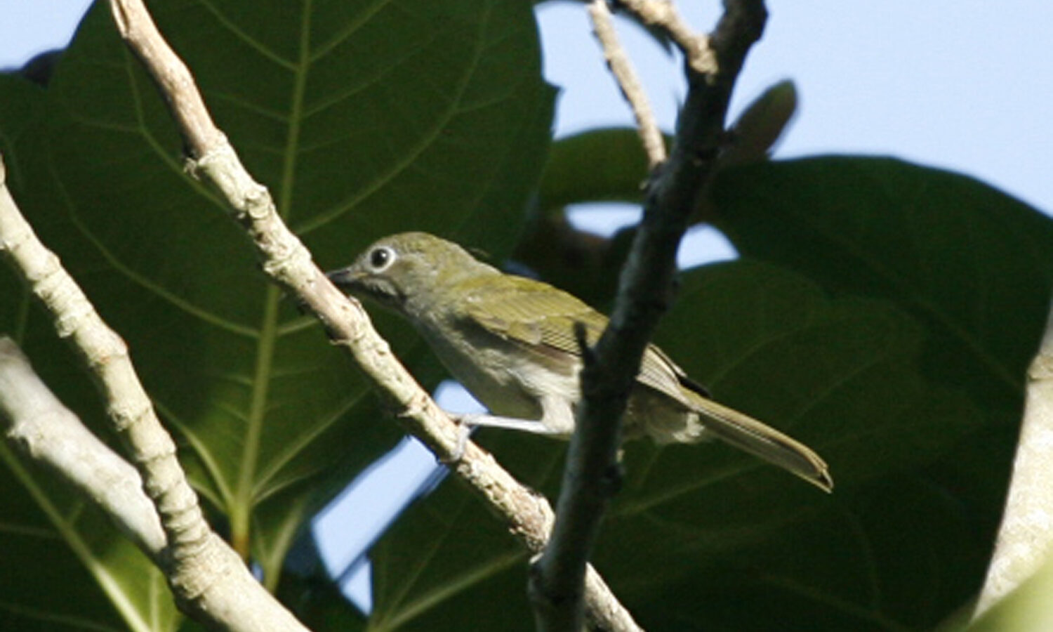 Grey-hooded Heleia