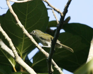 Grey-hooded Heleia