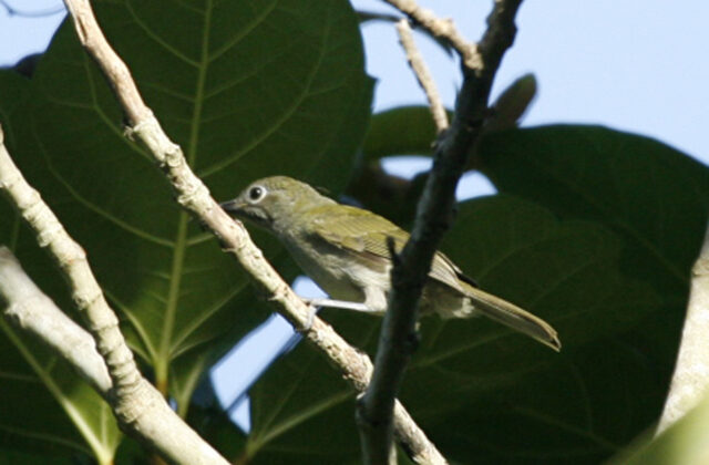 Grey-hooded Heleia