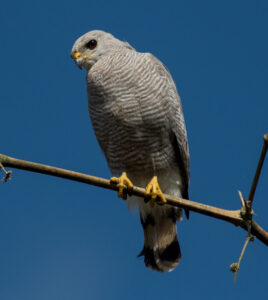 Grey-lined Hawk
