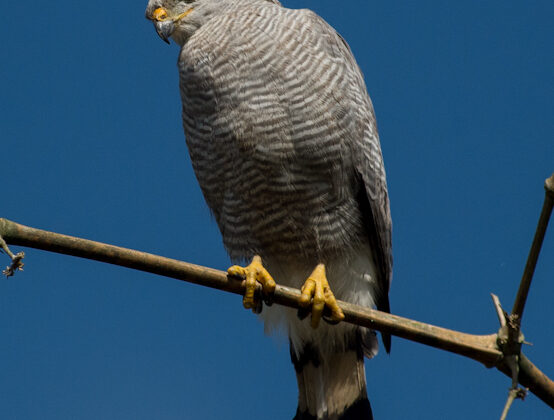 Grey-lined Hawk