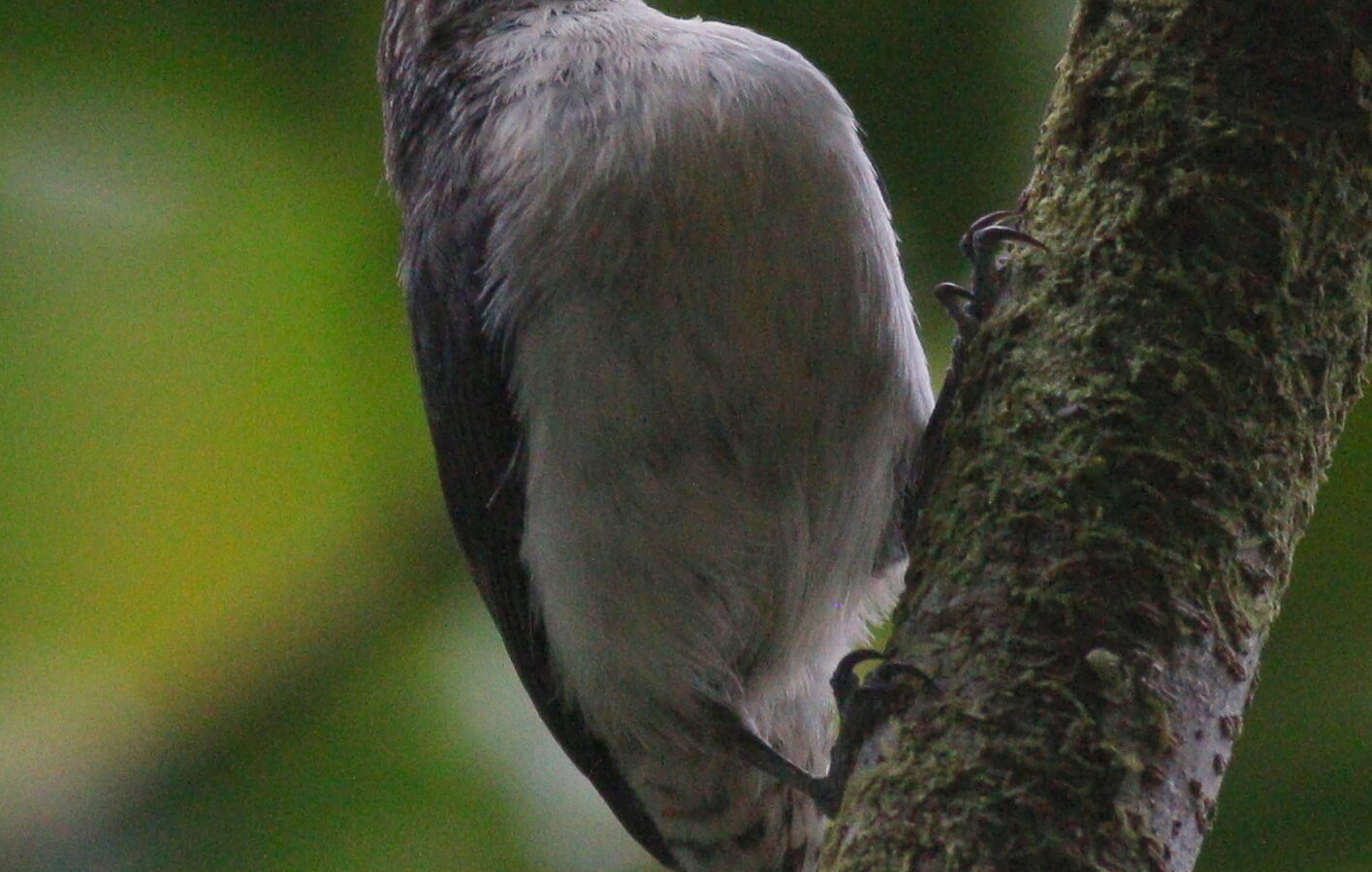 Grey-mantled Wren