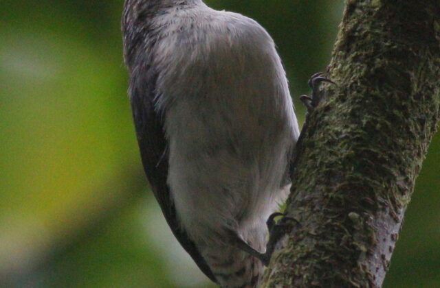 Grey-mantled Wren