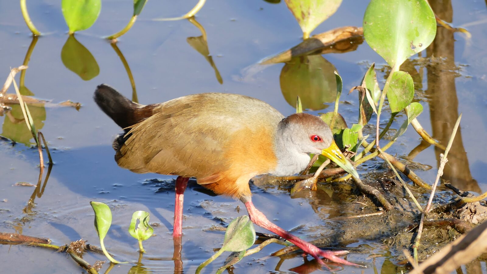 Grey-cowled Wood Rail