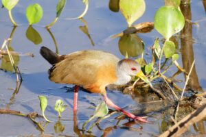 Grey-cowled Wood Rail