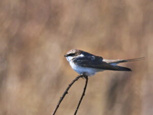 Grey-rumped Swallow