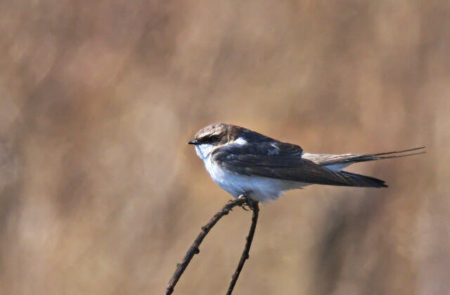 Grey-rumped Swallow