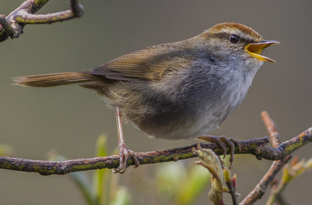 Grey-sided Bush Warbler