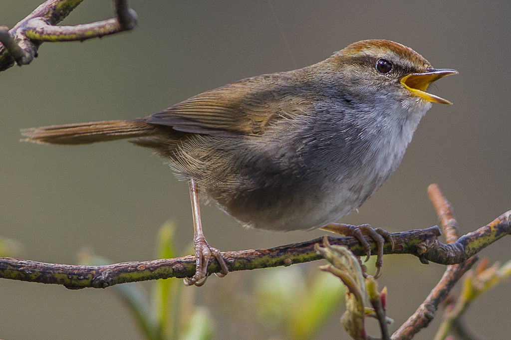 Grey-sided Bush Warbler