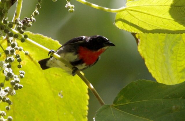 Grey-sided Flowerpecker