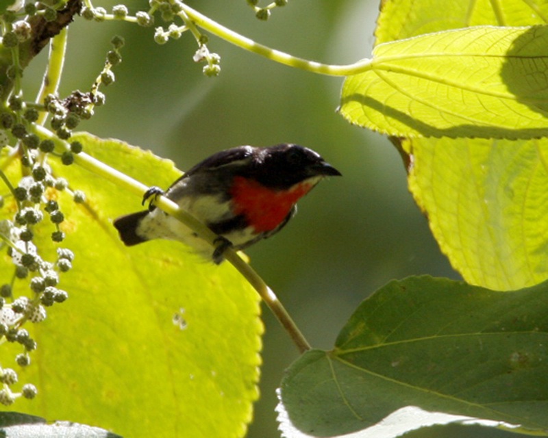 Grey-sided Flowerpecker