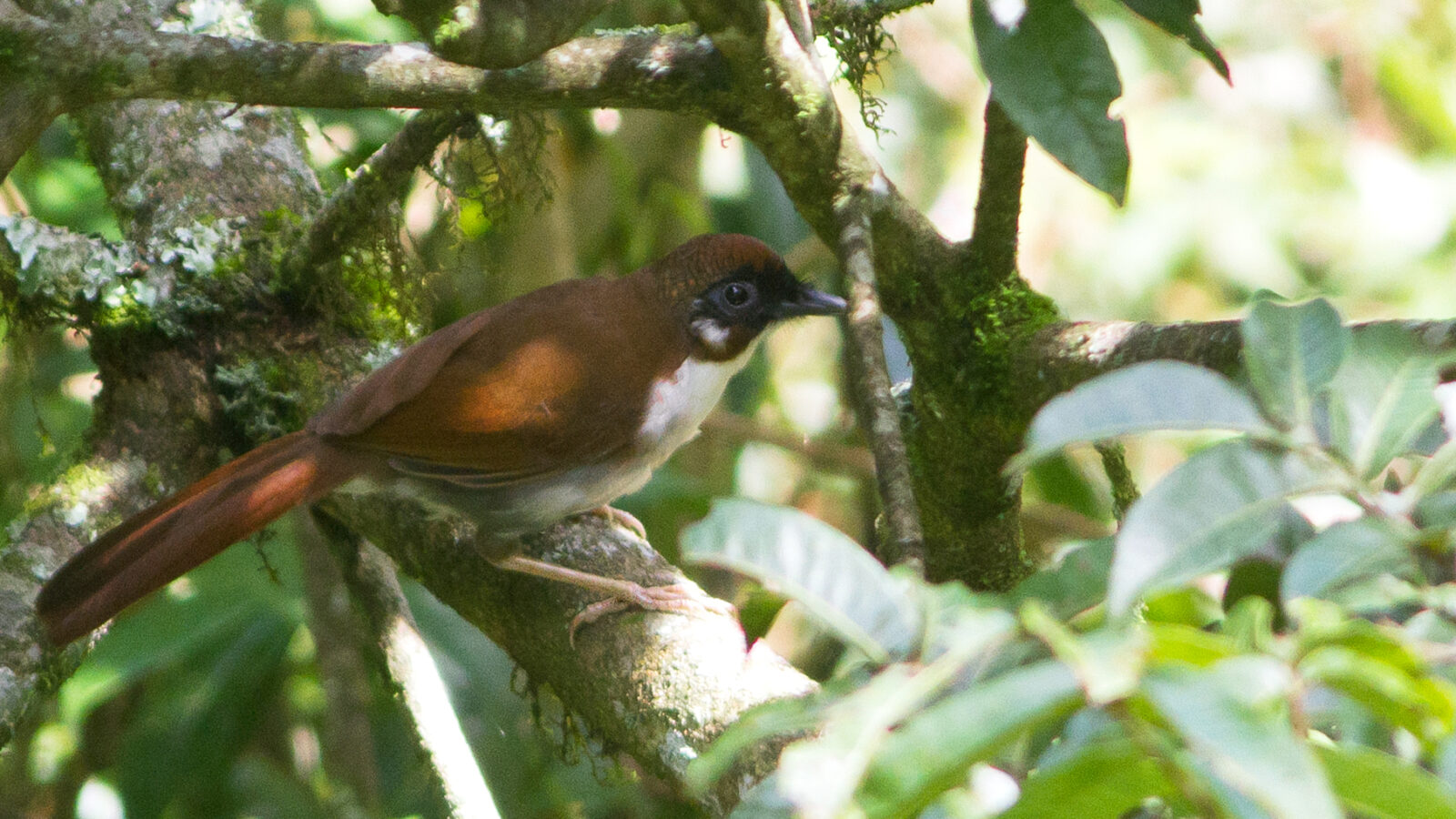 Grey-sided Laughingthrush