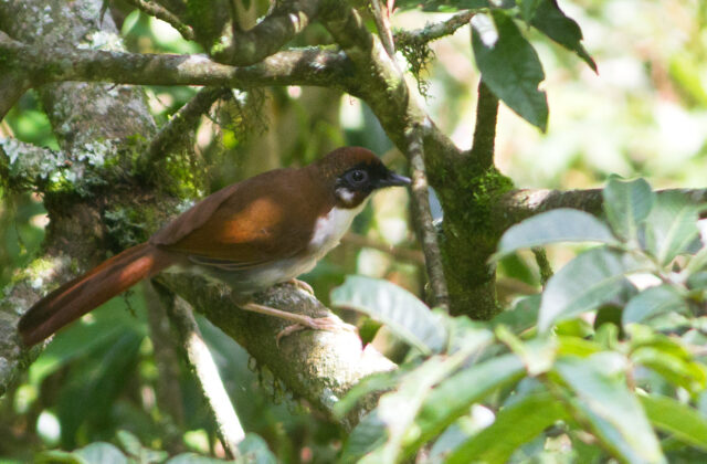 Grey-sided Laughingthrush