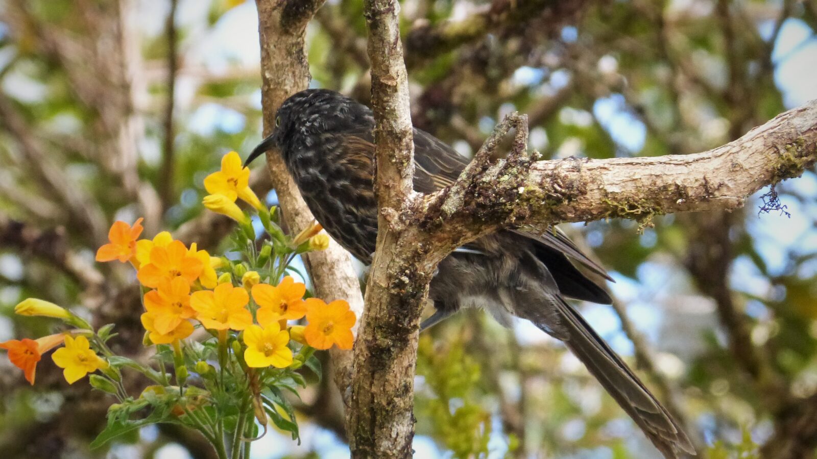 Grey-streaked Honeyeater