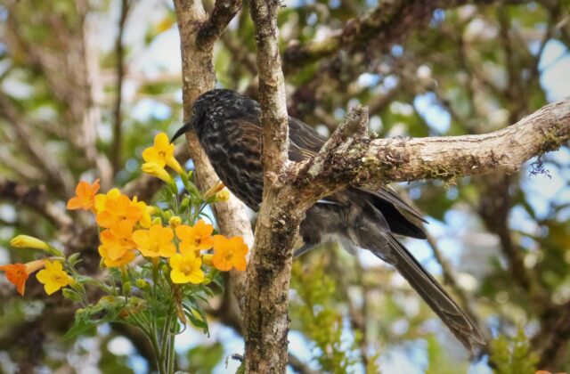 Grey-streaked Honeyeater