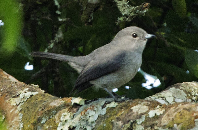 Grey-throated Tit-Flycatcher