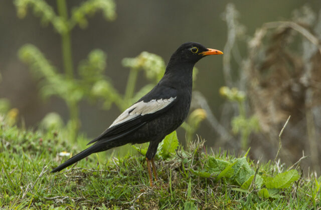 Grey-winged Blackbird