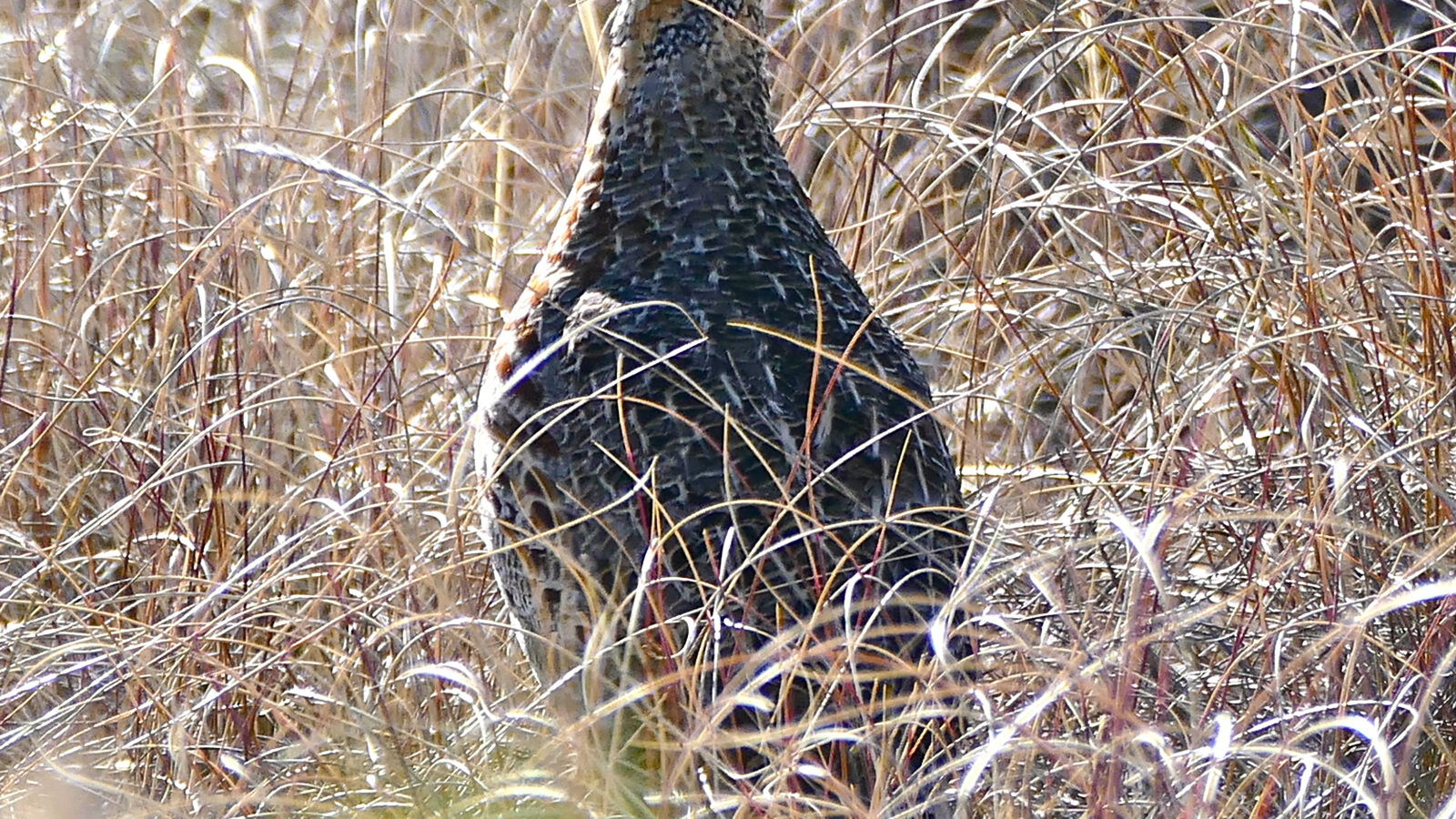 Grey-winged Francolin