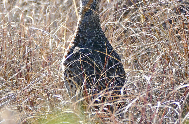 Grey-winged Francolin