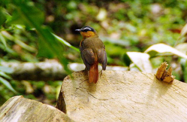 Grey-winged Robin-Chat