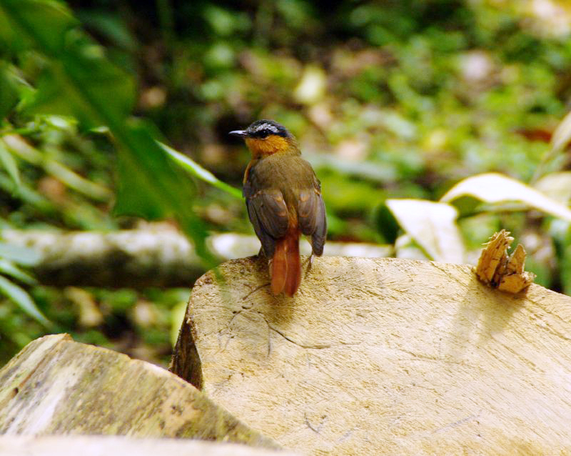 Grey-winged Robin-Chat