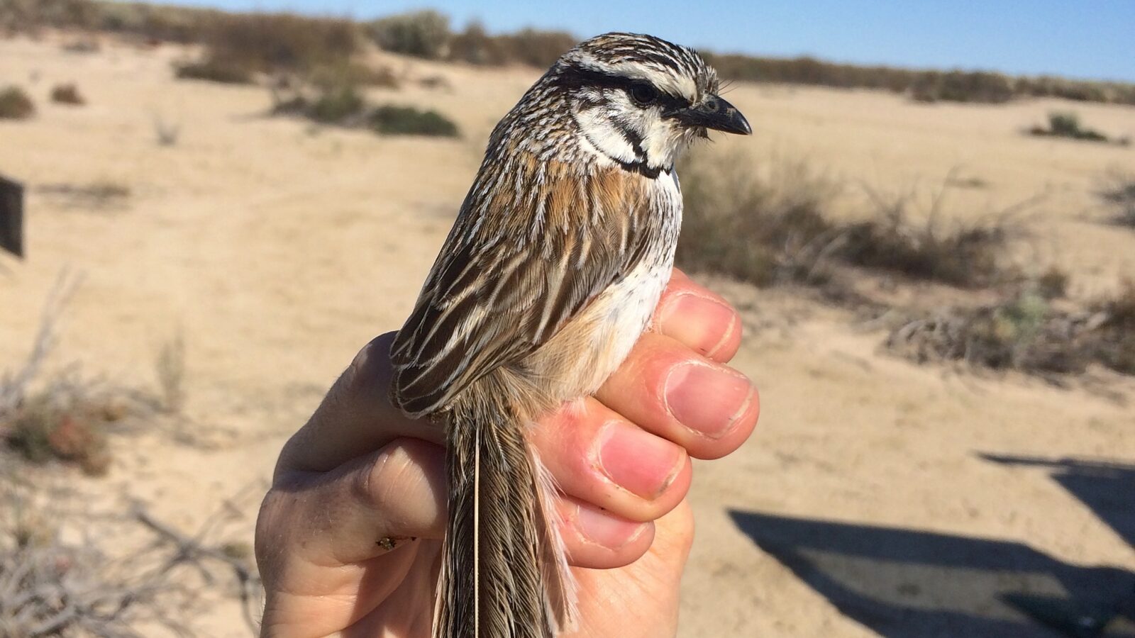 Grey Grasswren
